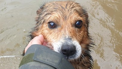 Dramatyczny apel pracowników schroniska. "Toną psy"