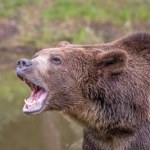 Dramatyczny atak niedźwiedzia na wycieczkę szkolną. Bronił jej nauczyciel