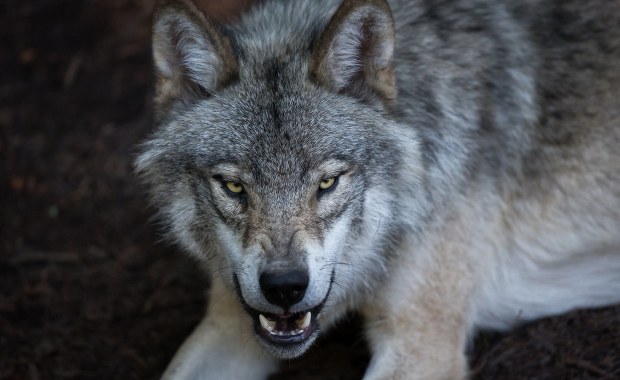 Dramatyczny atak wilka na 6-latka. Chłopiec wciągnięty do lasu na oczach matki