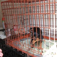 Wygaszane schronisko dla zwierząt w Klembowie pod Warszawą