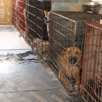 Wygaszane schronisko dla zwierząt w Klembowie pod Warszawą