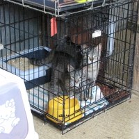 Wygaszane schronisko dla zwierząt w Klembowie pod Warszawą