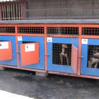 Wygaszane schronisko dla zwierząt w Klembowie pod Warszawą