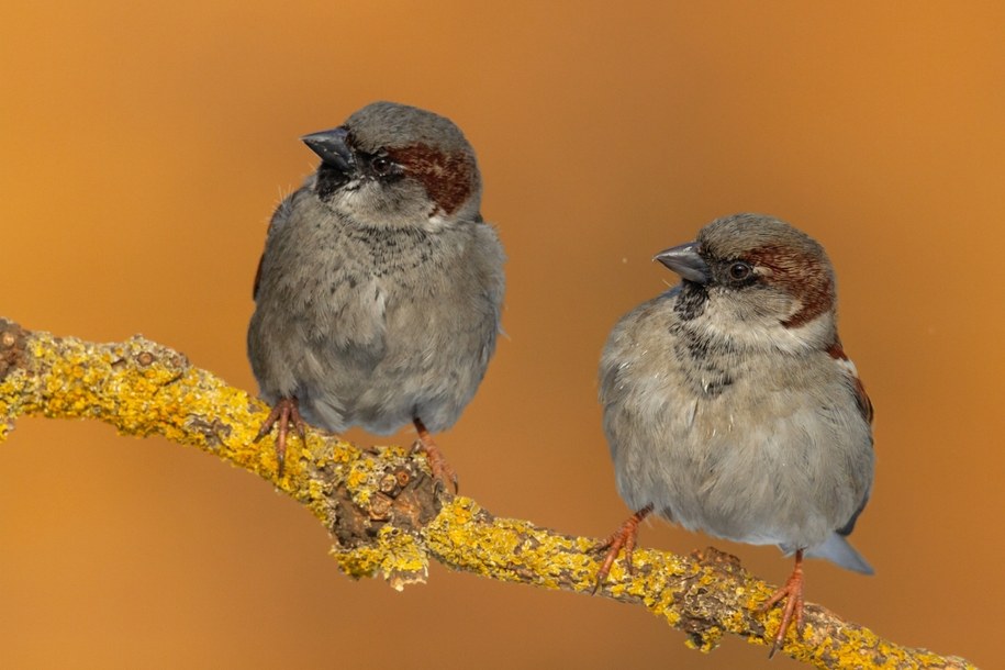 Dramatyczny spadek wróbli w Polsce. Zobacz, dlaczego te ptaki znikają z naszych miast /Shutterstock