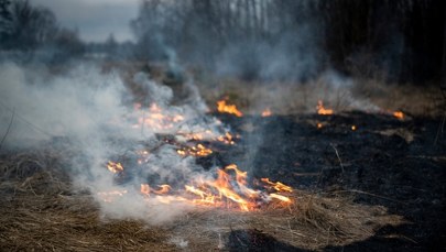 Dramatyczny wzrost liczby pożarów traw 