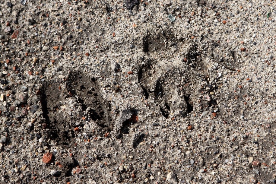 Drapieżnego ssaka z rodziny kotowatych widziało kilka osób /Waldemar Deska /PAP