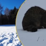 "Drapieżnik widmo" widziany w Bieszczadach. Zobacz niezwykłe nagranie