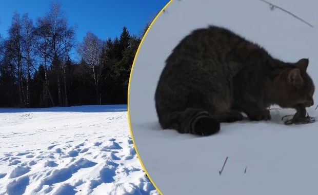 "Drapieżnik widmo" widziany w Bieszczadach. Zobacz niezwykłe nagranie