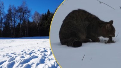 "Drapieżnik widmo" widziany w Bieszczadach. Zobacz niezwykłe nagranie