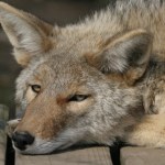 Alcatraz Drapieżniki są coraz liczniejsze w mieście. Musimy się przyzwyczaić