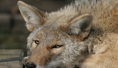 Drapieżniki są coraz liczniejsze w mieście. Musimy się przyzwyczaić