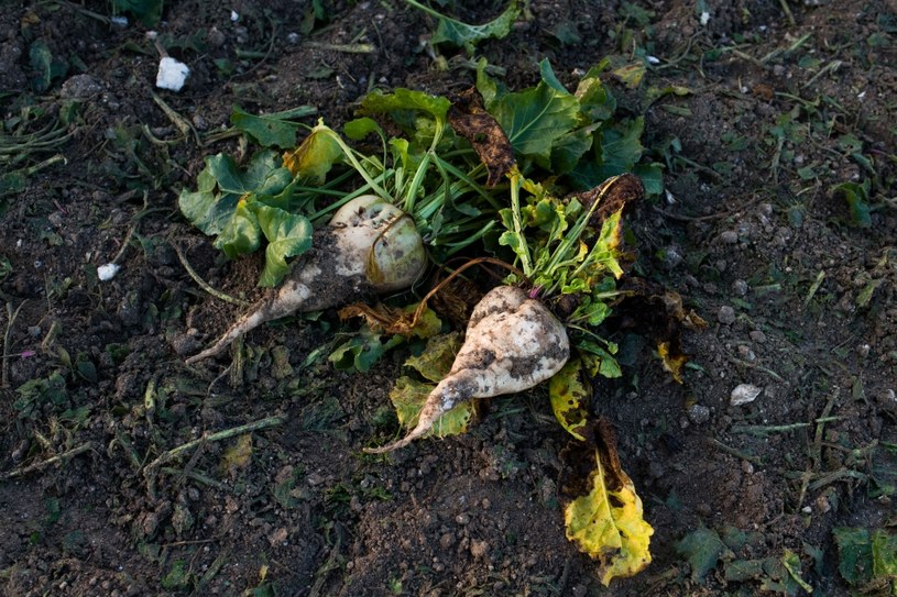 Drastyczne ograniczanie środków ochrony roślin i nawozów nie pozwoli na dalszą uprawę buraka cukrowego /NATHAN LAINE/Hans Lucas /AFP