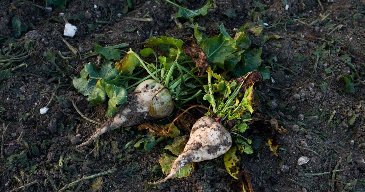 Drastyczne ograniczanie środków ochrony roślin i nawozów nie pozwoli na dalszą uprawę buraka cukrowego /NATHAN LAINE/Hans Lucas /AFP