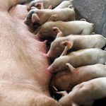 Drastyczny spadek pogłowia świń w Polsce