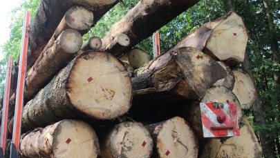 ​Drewniane domy "dla osób o przeciętnych dochodach". Sejm przyjął ustawę