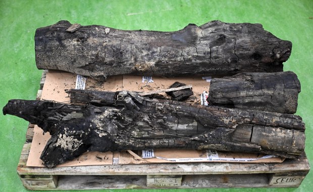 ​Drewniane kłody z kopalni bursztynów. Mają 38 mln lat