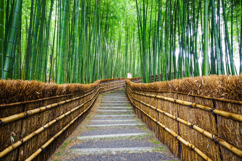 Drewno bambusowe jest wysoce odnawialnym surowcem naturalnym /123RF/PICSEL