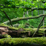 Drewno kontra przyroda, czyli zarządzanie lasem po polsku
