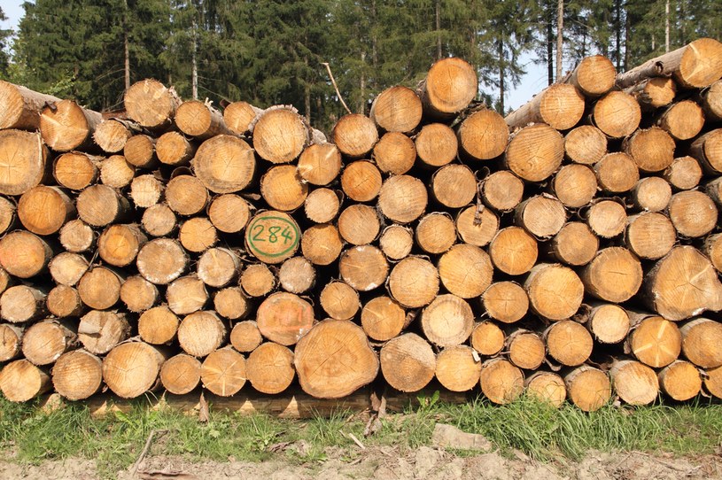 Drewno opałowe w cenie. Polacy kupują go coraz więcej /123RF/PICSEL