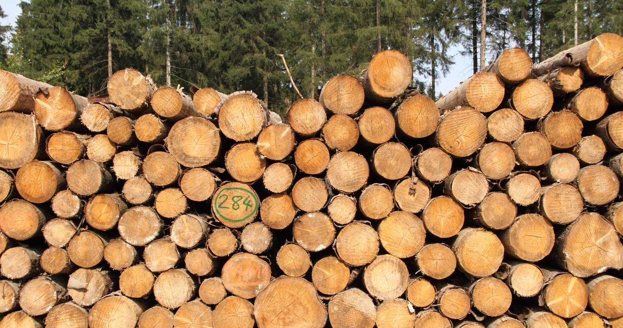 Drewno opałowe w cenie. Polacy kupują go coraz więcej /123RF/PICSEL