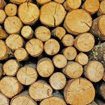 Drewno schodzi na pniu, firmy płaczą