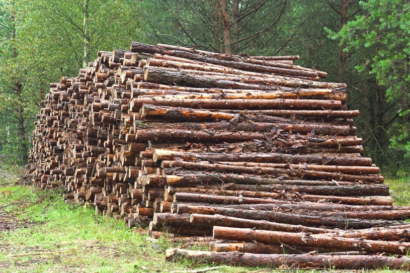Drewno szczególnie w obecnych czasach stało się surowcem strategicznym /123RF/PICSEL