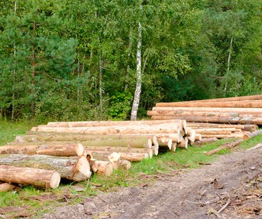 Drewno z lasów dla lokalnych mieszkańców. Nowe wytyczne Lasów Państwowych