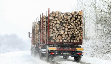 Drewno z polskich lasów dalej znika za granicą. MKiŚ mówi o rekordowym spadku