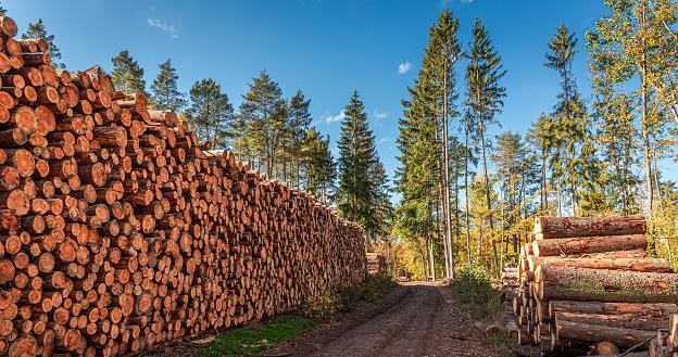 Drewno z polskich lasów jedzie za granicę. Tam płacą więcej /&copy;123RF/PICSEL