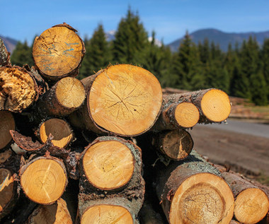 Drewno z polskich lasów trafi do elektrowni? Leśnicy forsują zmianę ustawy o OZE