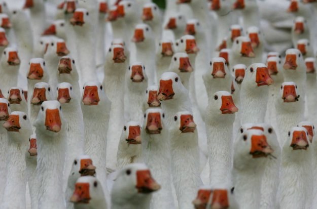 Drobiarze  chcą namówić Polaków rezygnujących z mięsa, by zaczęli jeść drób /AFP