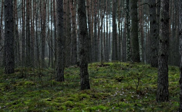 Droga przetnie las? Zielone światło od radnych Katowic