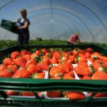 Drogi frank = wysokie zarobki