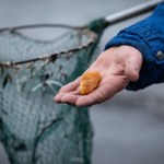 Drogie złoto Bałtyku. Ile kosztuje bursztyn i od czego zależy cena?