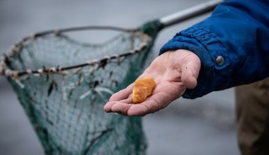 Drogie złoto Bałtyku. Ile kosztuje bursztyn i od czego zależy cena?
