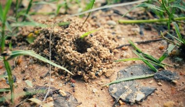 Drogowskazy mrówek. Owady budują własne punkty orientacyjne