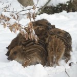 Dron nagrał jak zbijają się w wielkie plamy. Co się dzieje?