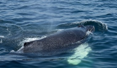 Dron znalazł humbaka na środku oceanu. Wtedy zdarzyło się coś wspaniałego