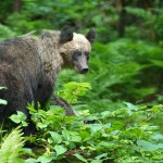 Drony będą latać za niedźwiedziami. Wystrzelą w nie gaz pieprzowy
