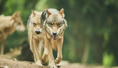 Drony latają za watahami wilków tam i z powrotem. Co się dzieje?