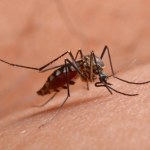 Sri Lanka Drony ruszyły na komary. Sri Lanka walczy z najgorszą epidemią od lat