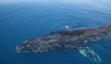 Drony wąchają wieloryby. W Arktyce wykryto groźnego wirusa