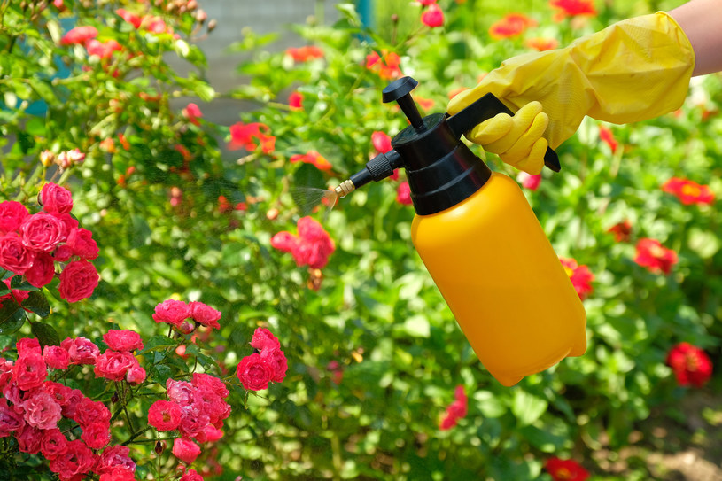 Drożdże to trafiony sposób pielęgnacji róż ogrodowych /123RF/PICSEL