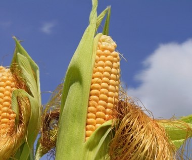 Drożejące produkty rolne sprzyjają ukraińskim spółkom z GPW