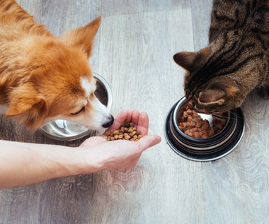 Drożeje karma dla zwierząt. "Co faktura, to wyższa cena"