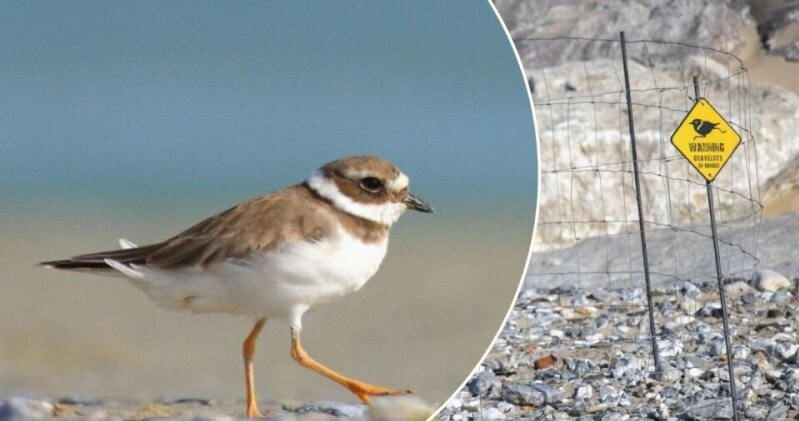 Druciane kosze na plażach Bałtyku mają na celu ochronę lęgu sieweczki obrożnej (łac. Charadrius hiaticula) /Samuel Dhier / Biosphoto/Bios Photo/East News /East News