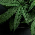 Drug Dealer Simulator w rozszerzonej rzeczywistości? Twórcy zapowiadają wersję VR