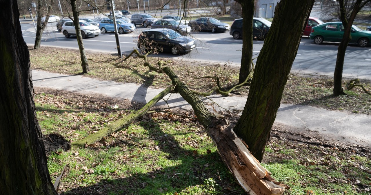 Druga fala zniszczeń po wichurze w Wielkopolsce 