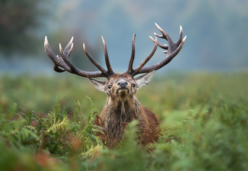 Druga połowa września to okres rykowiska jeleni /123RF/PICSEL