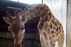 Druga żyrafa padła po ataku wandali na łódzkie zoo